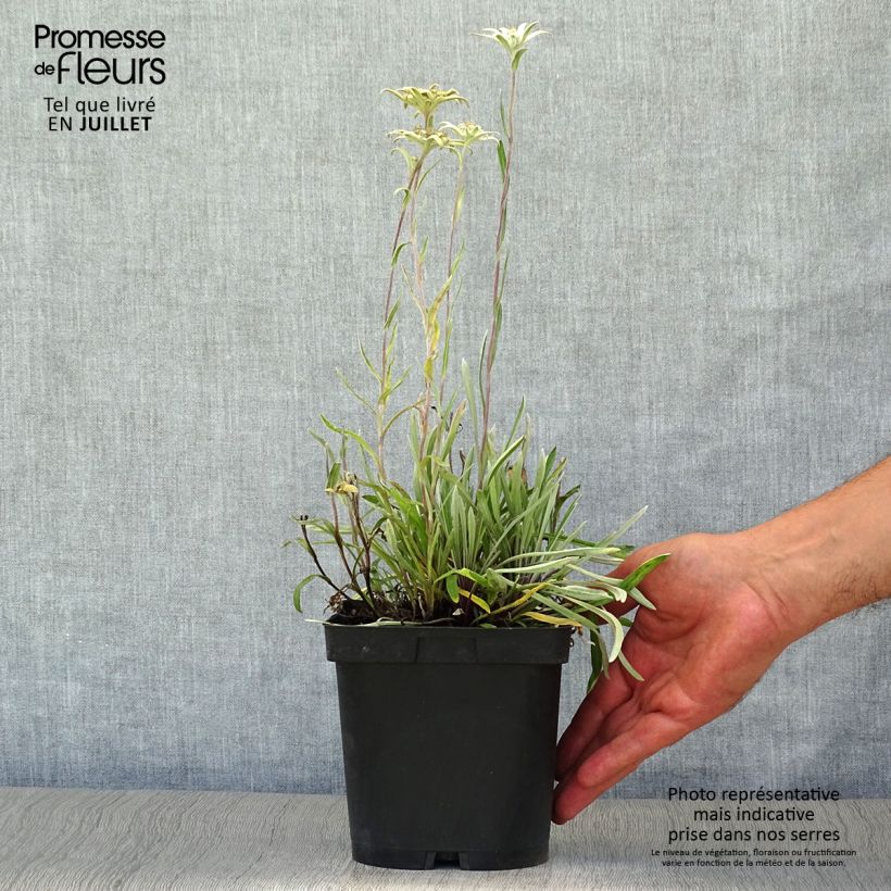 Leontopodium alpinum - Edelweiss 2L/3L pot sample as delivered in summer