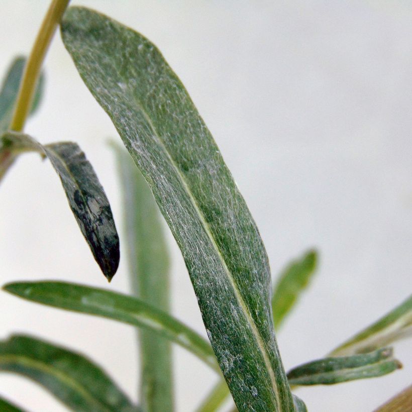 Leontopodium alpinum - Edelweiss (Foliage)