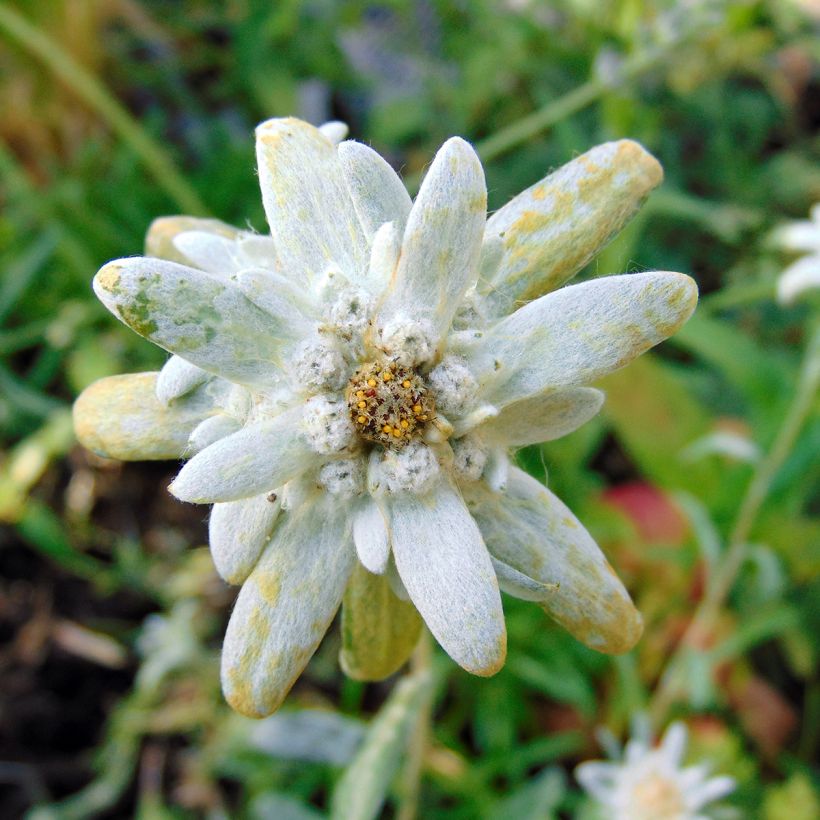 Leontopodium alpinum - Edelweiss (Flowering)