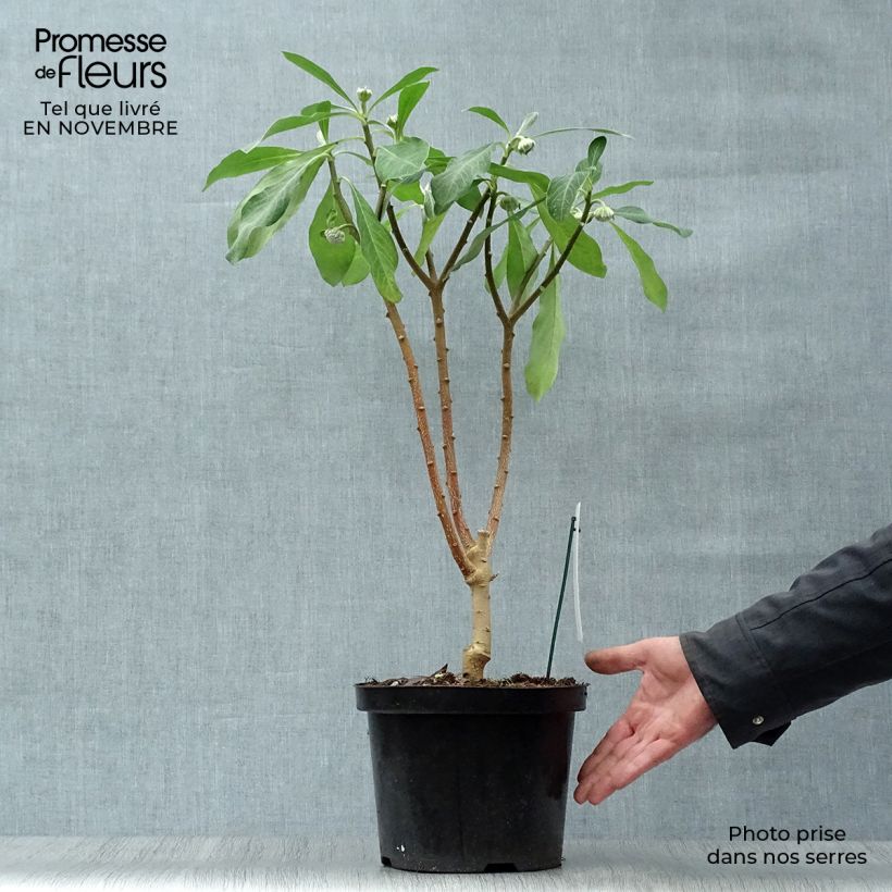 Edgeworthia chrysantha Grandiflora 4L/5L pot sample as delivered in autumn