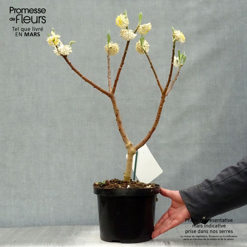 Edgeworthia chrysantha Grandiflora 4L/5L pot sample as delivered in spring