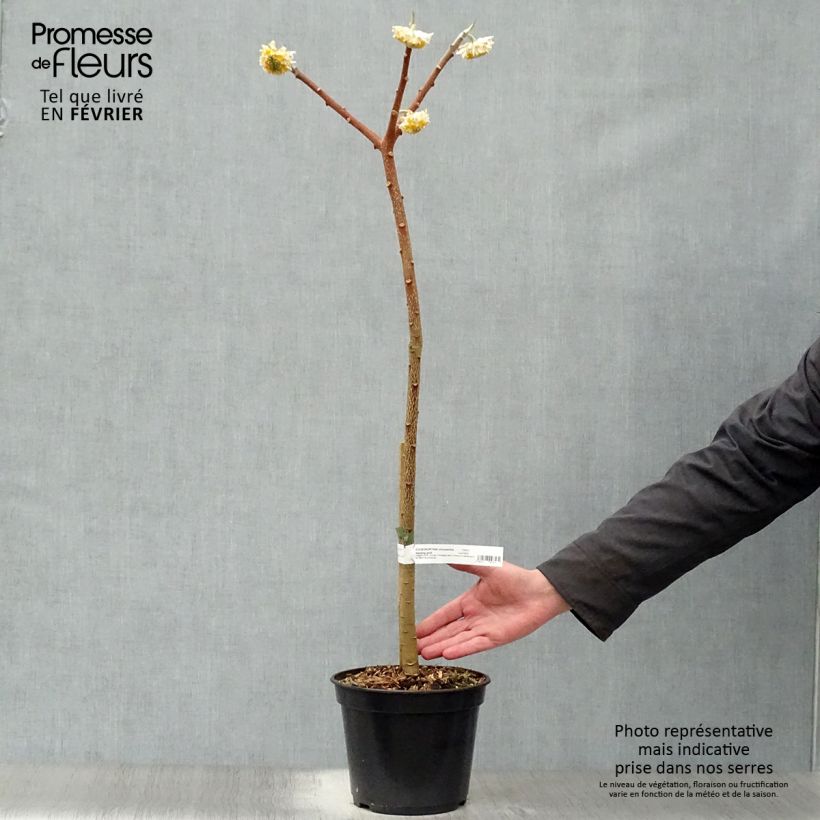 Edgeworthia chrysantha Grandiflora - Paperbush 2L/3L pot sample as delivered in winter