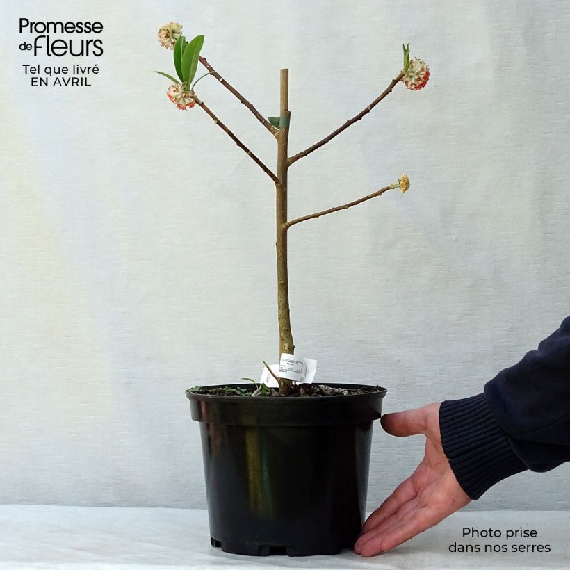 Edgeworthia chrysantha Red Dragon Akebono - Paperbush 3L/4L pot sample as delivered in spring