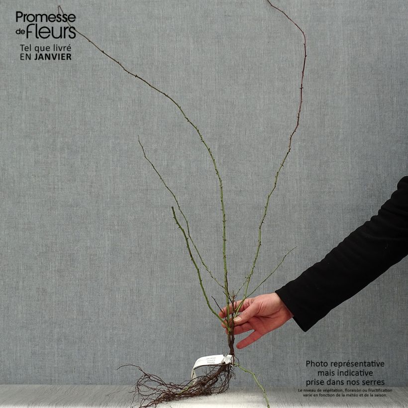 Rosa canina  Bare root sample as delivered in winter