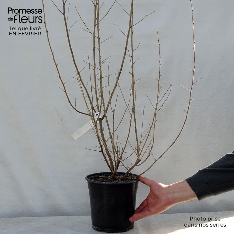 Elaeagnus commutata Zempin - Silverberry 4L/5L pot sample as delivered in winter