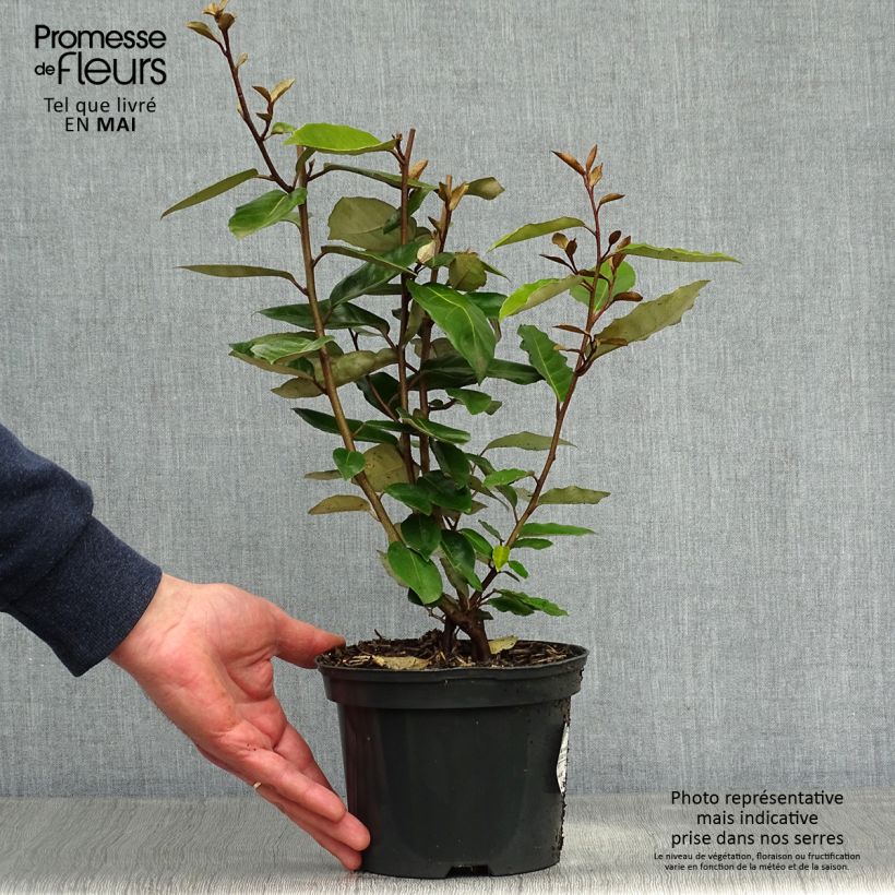 Elaeagnus ebbingei - Oleaster Silverberry 2L/3L pot sample as delivered in spring
