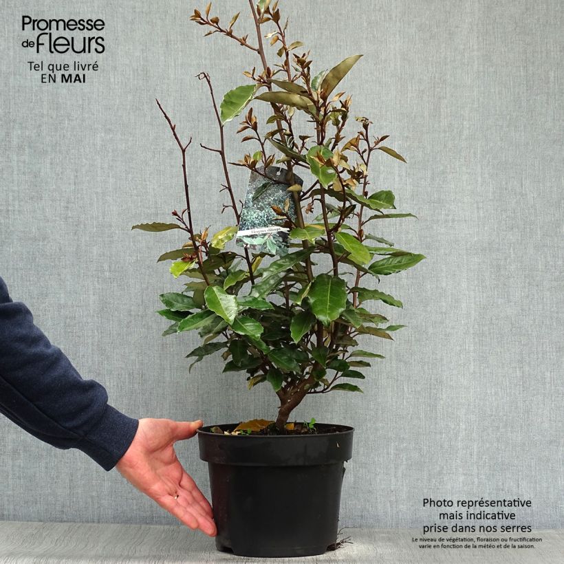 Elaeagnus ebbingei - Oleaster Silverberry 4L/5L pot sample as delivered in spring