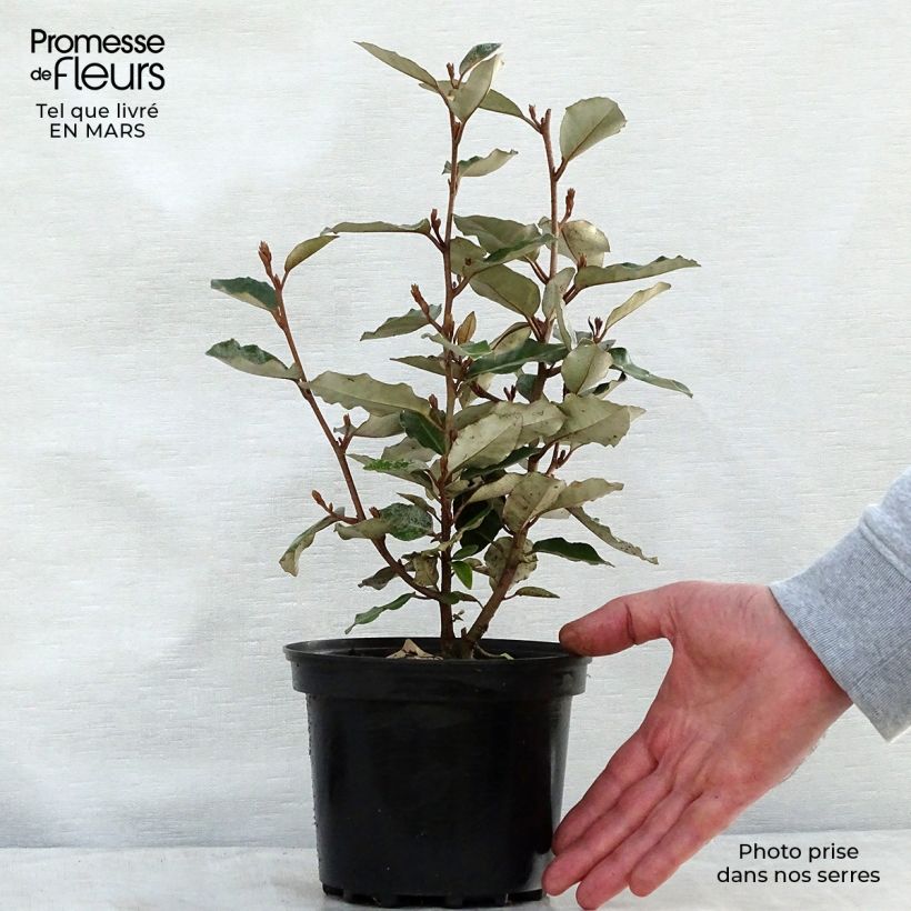 Elaeagnus ebbingei Compacta - Oleaster 2L/3L pot sample as delivered in spring