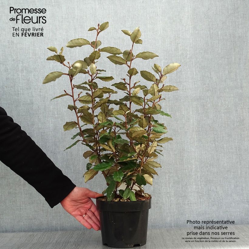 Elaeagnus ebbingei Compacta - Oleaster 2L/3L pot sample as delivered in winter