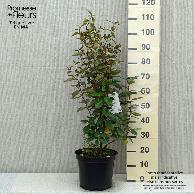 Elaeagnus ebbingei Compacta - Oleaster 7.5L/10L pot sample as delivered in spring