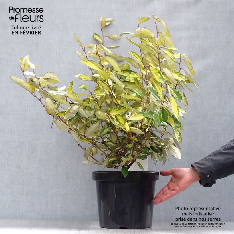 Elaeagnus ebbingei Eleador - Oleaster 7.5L/10L pot sample as delivered in winter
