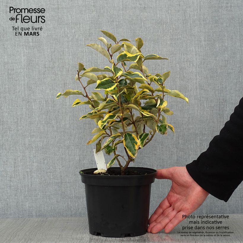 Elaeagnus ebbingei Gilt Edge - Oleaster 2L/3L pot sample as delivered in winter