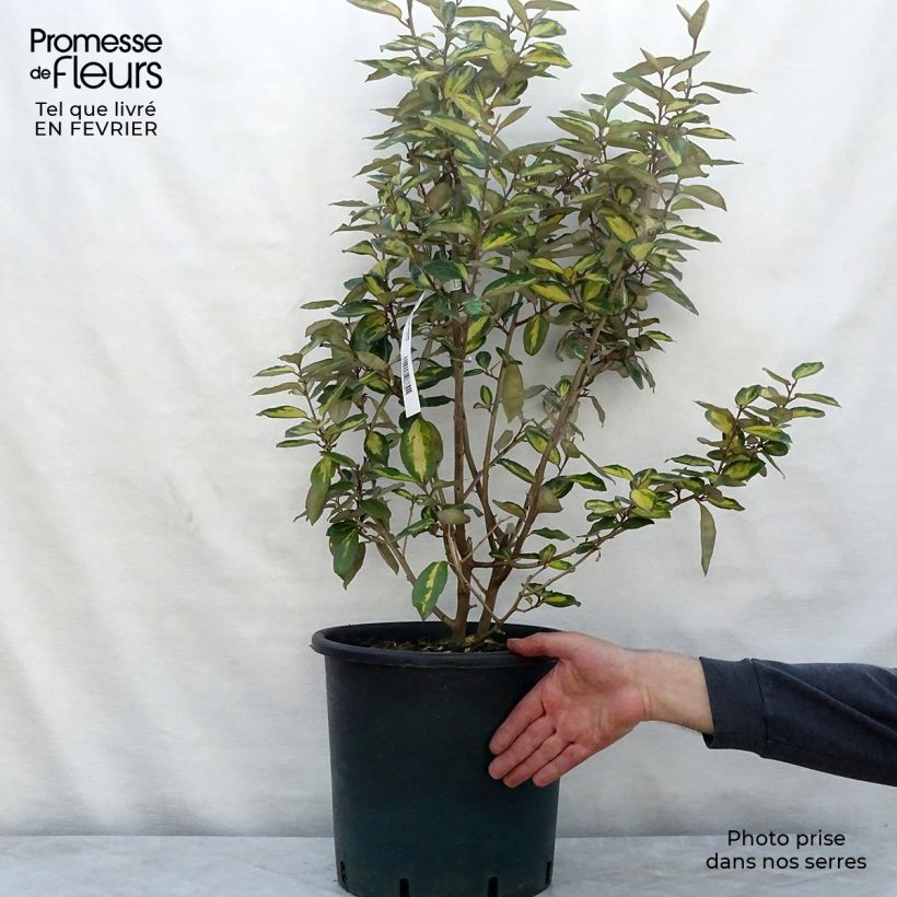 Elaeagnus ebbingei Limelight - Oleaster 7.5L/10L pot sample as delivered in winter