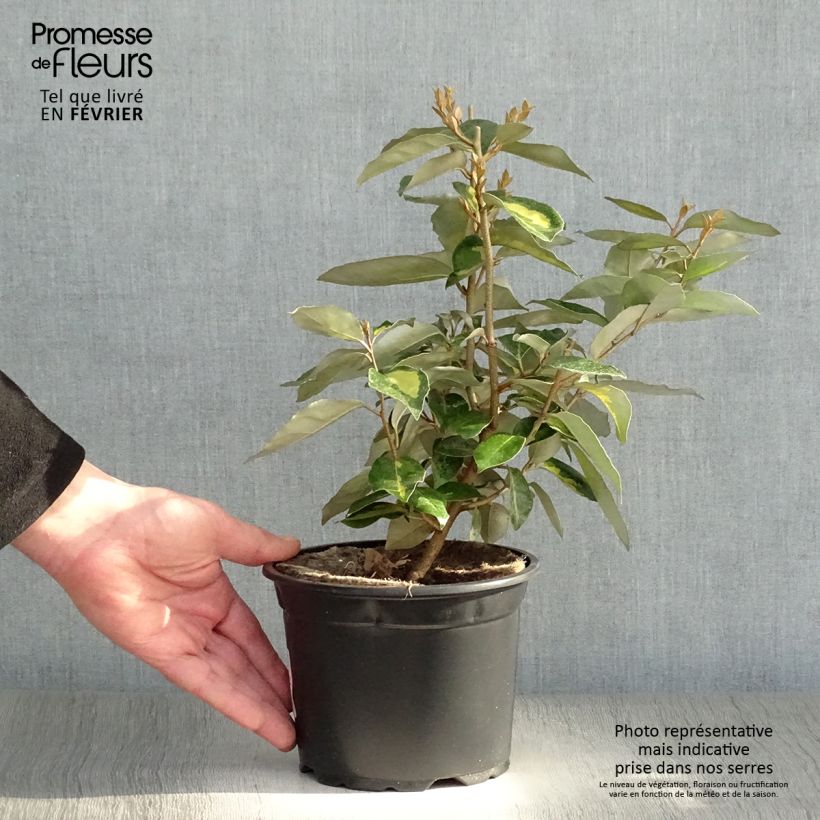 Elaeagnus ebbingei Limelight - Oleaster 2L/3L pot sample as delivered in winter