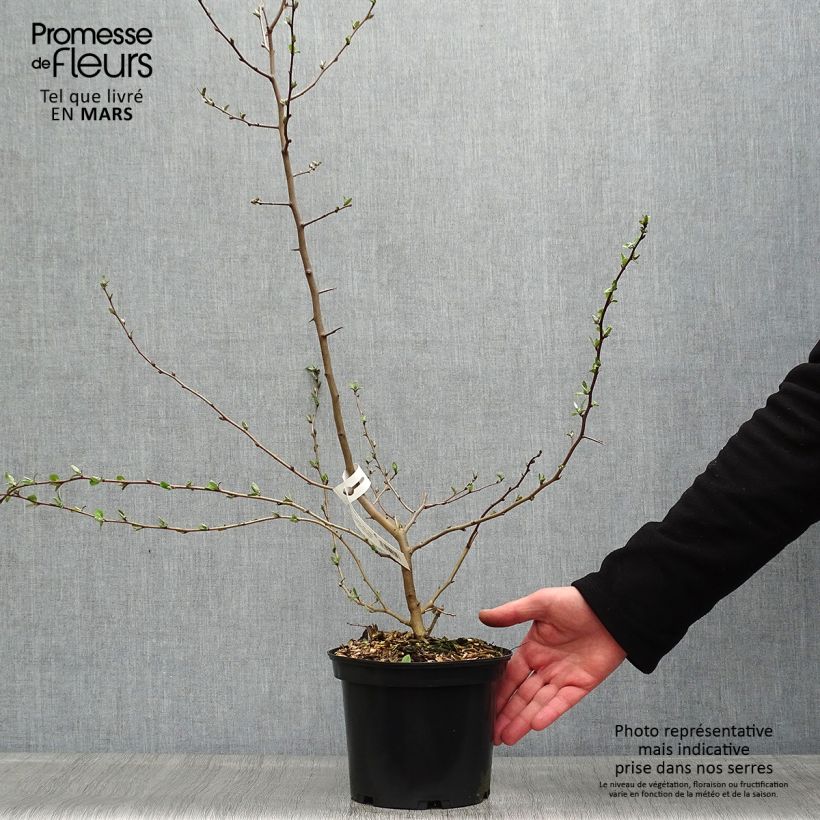 Elaeagnus multiflora - Goumi 2L/3L pot sample as delivered in spring