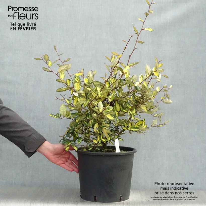 Elaeagnus pungens Variegata 7.5L/10L pot sample as delivered in winter