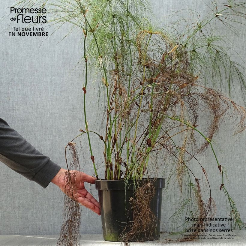 Elegia capensis 7.5L/10L pot sample as delivered in autumn