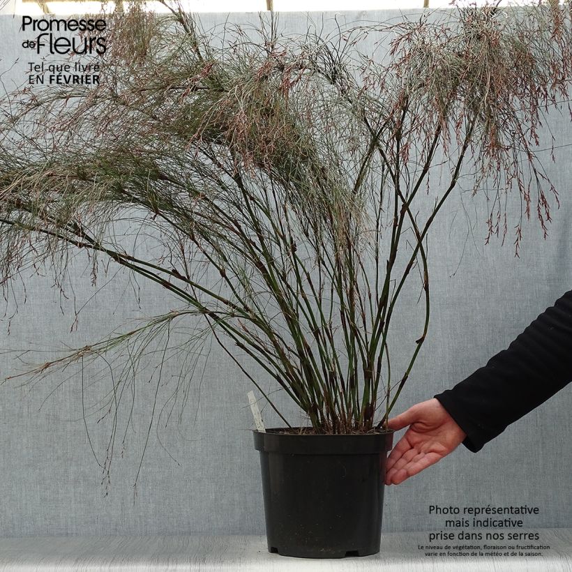 Elegia capensis 7.5L/10L pot sample as delivered in winter