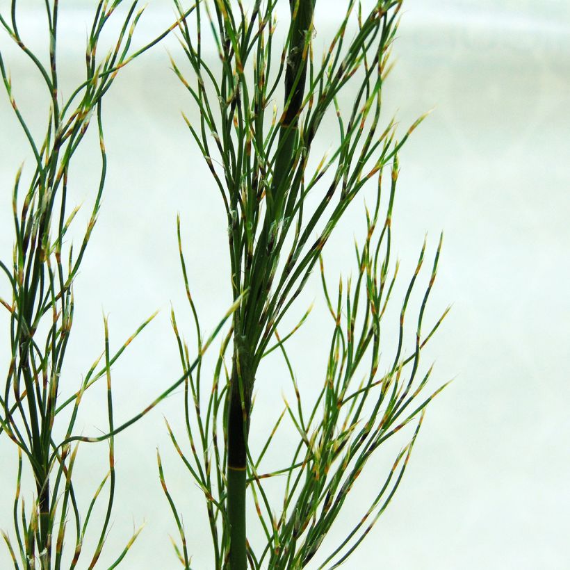 Elegia capensis (Foliage)