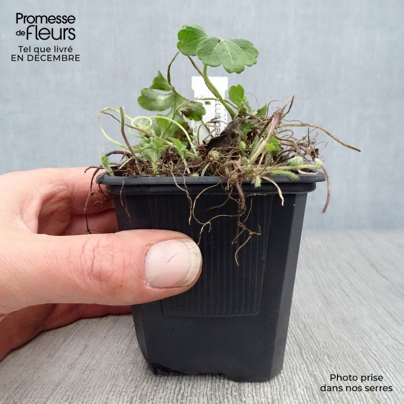 Ellisiophyllum pinnatum 8/9 cm pot sample as delivered in winter