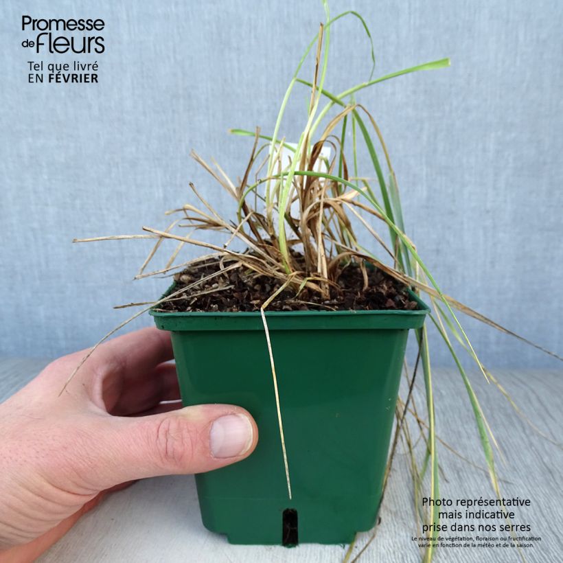 Elymus magellanicus 8/9 cm pot sample as delivered in winter