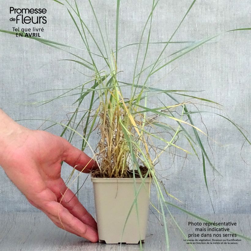 Elymus magellanicus 8/9 cm pot sample as delivered in spring