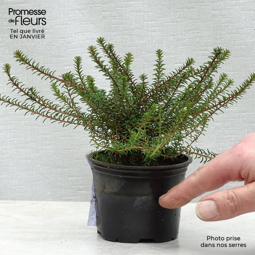 Empetrum nigrum 10cm/11cm pot sample as delivered in winter