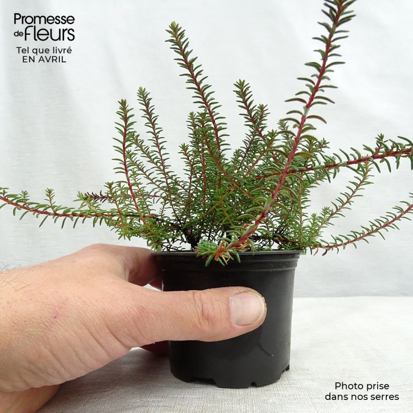 Empetrum nigrum 10cm/11cm pot sample as delivered in spring