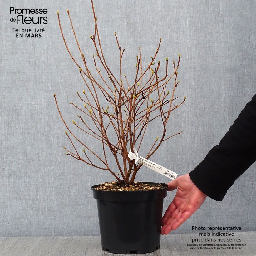 Enkianthus campanulatus Red Bells 2L/3L pot sample as delivered in winter