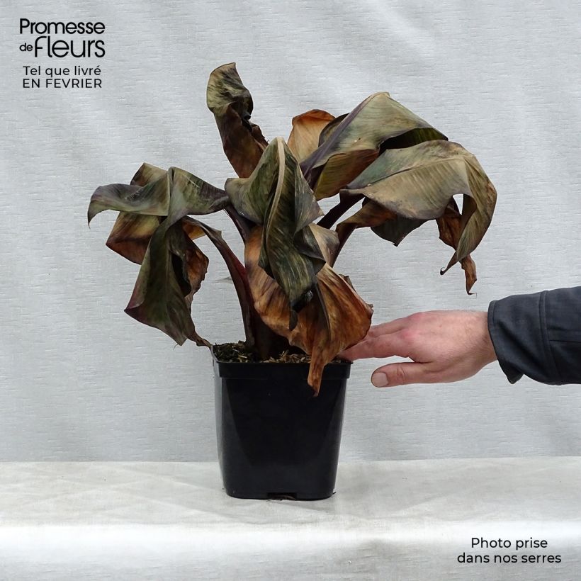 Ensete ventricosum Maurelii - Ethiopian Black Banana 2L/3L pot sample as delivered in winter