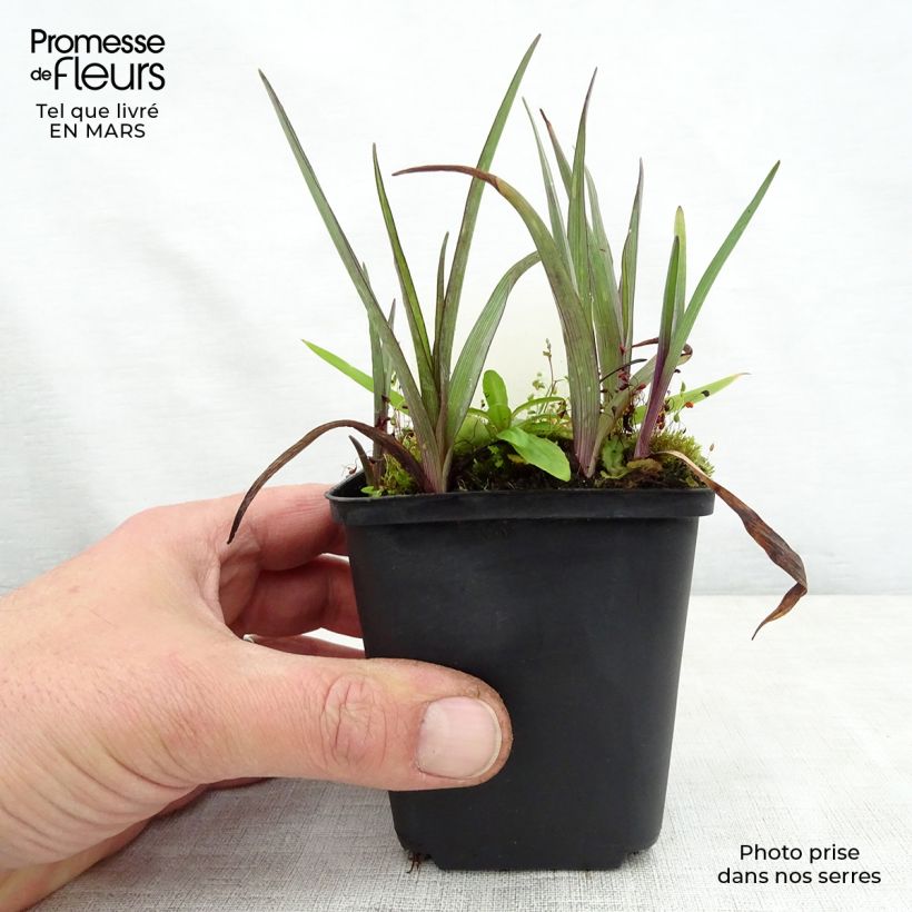 Tradescantia andersoniana Bilberry Ice - Spiderwort 8/9 cm pot sample as delivered in spring