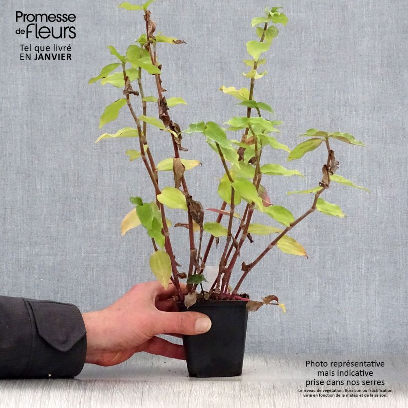 Tradescantia andersoniana Blushing Bride - Spiderwort 8/9 cm pot sample as delivered in winter