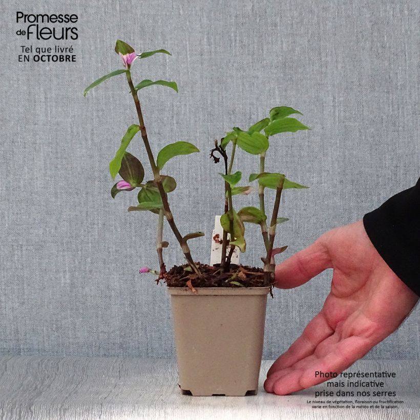 Tradescantia andersoniana Blushing Bride - Spiderwort 8/9 cm pot sample as delivered in autumn