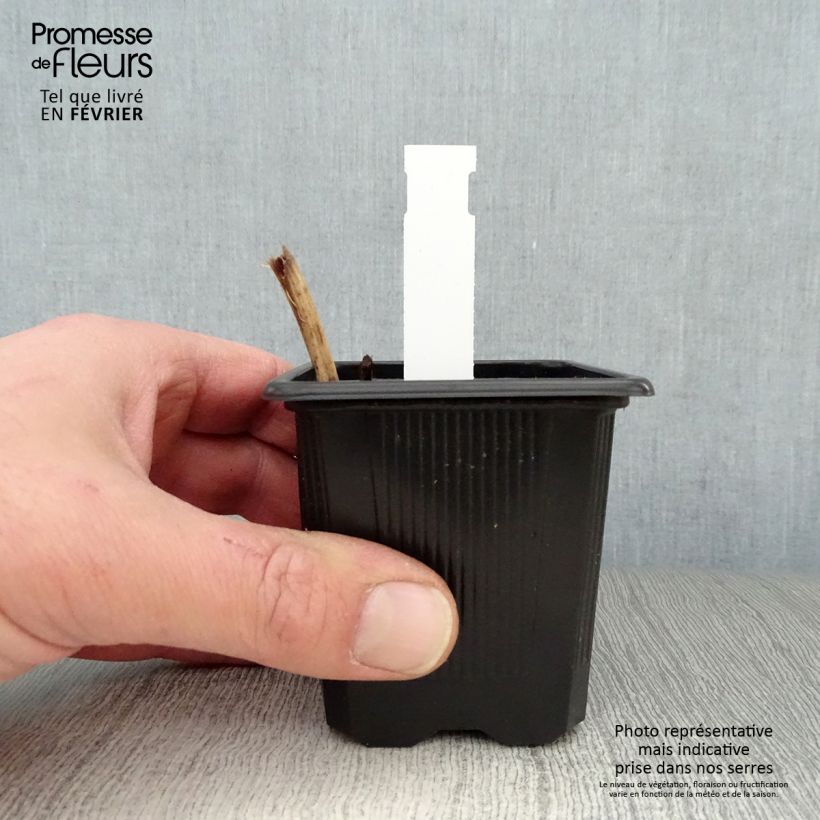 Tradescantia Karminglut - Spiderwort 8/9 cm pot sample as delivered in winter