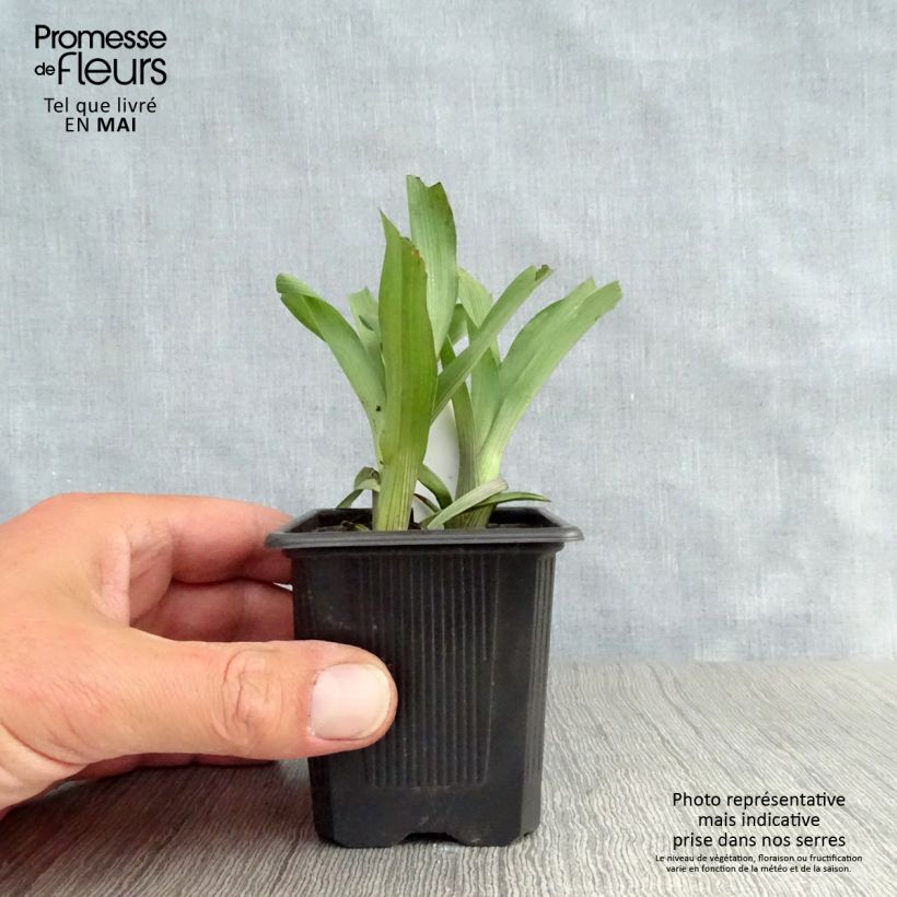 Tradescantia Karminglut - Spiderwort 8/9 cm pot sample as delivered in spring