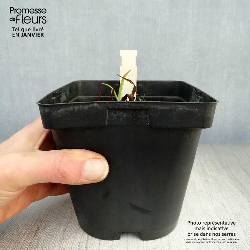 Tradescantia x andersoniana 'Osprey' 2L/3L pot sample as delivered in winter