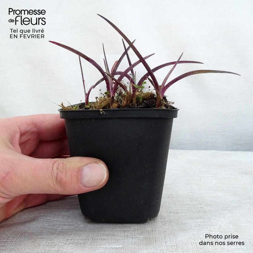 Tradescantia x andersoniana Concord Grape 8/9 cm pot sample as delivered in winter