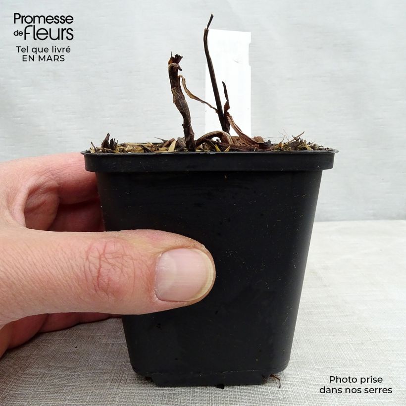 Tradescantia andersoniana Zwanenburg Blue - Spiderwort 8/9 cm pot sample as delivered in winter