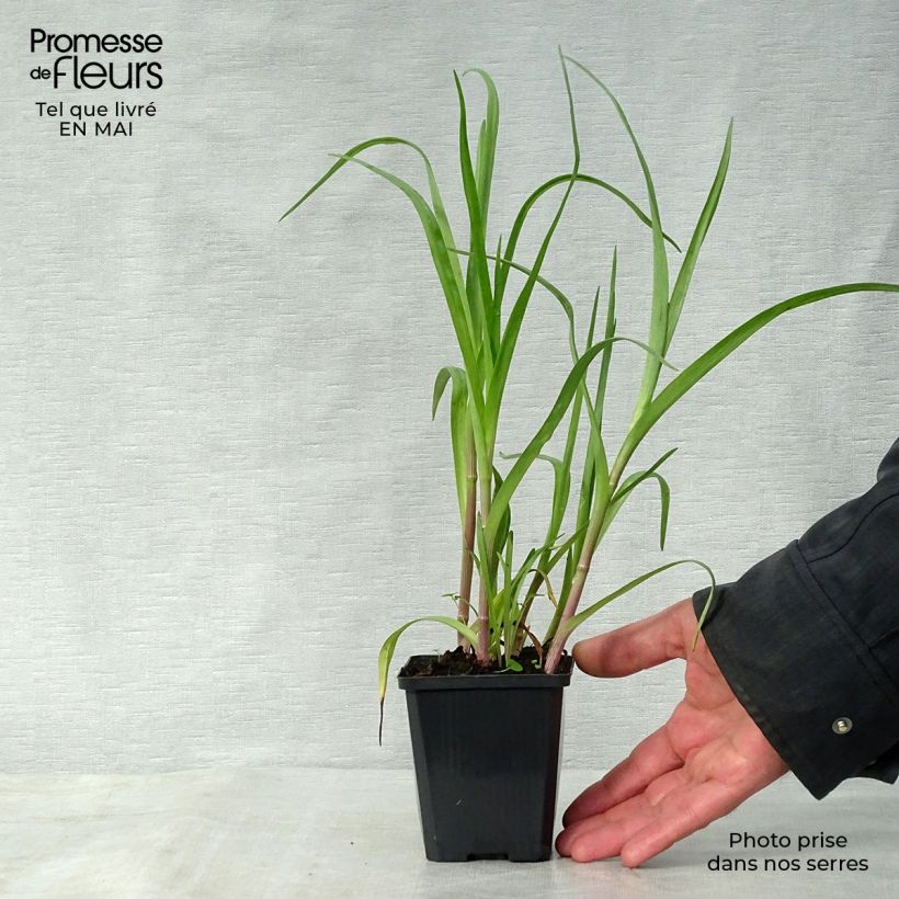 Tradescantia andersoniana Innocence - Spiderwort 8/9 cm pot sample as delivered in spring