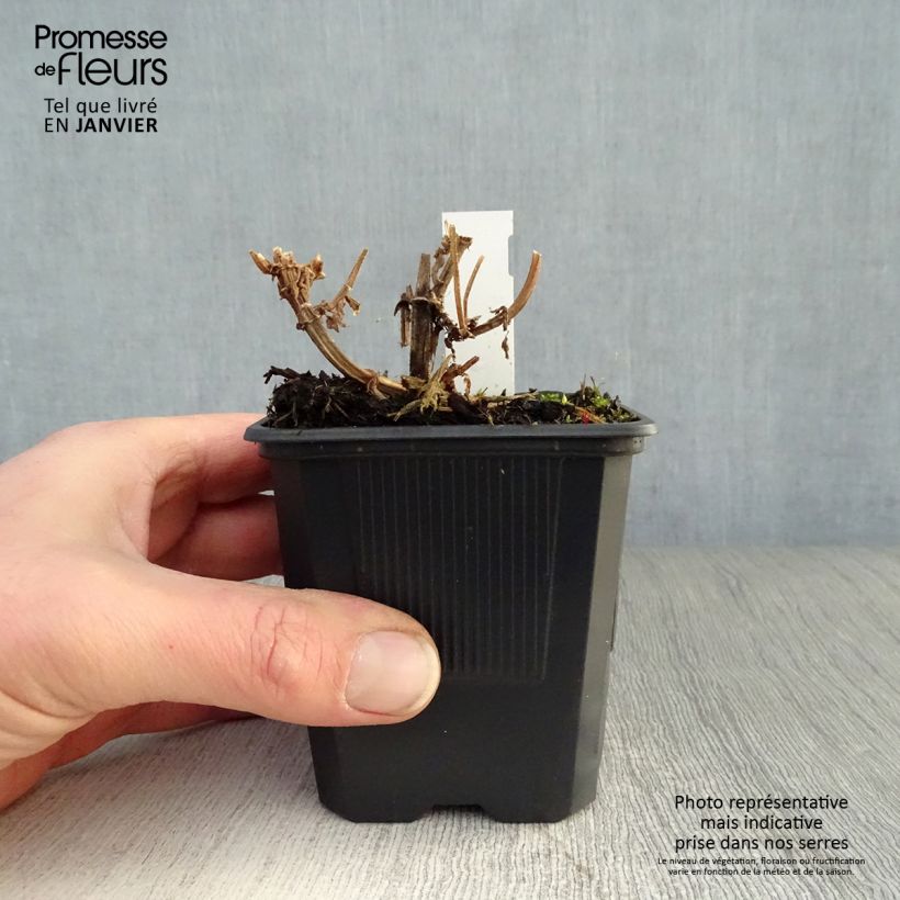 Stachys palustris 8/9 cm pot sample as delivered in winter