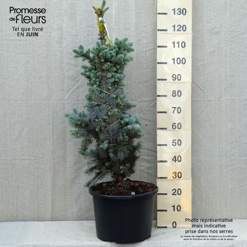 Picea pungens Edith - Blue Spruce Each sample as delivered in spring
