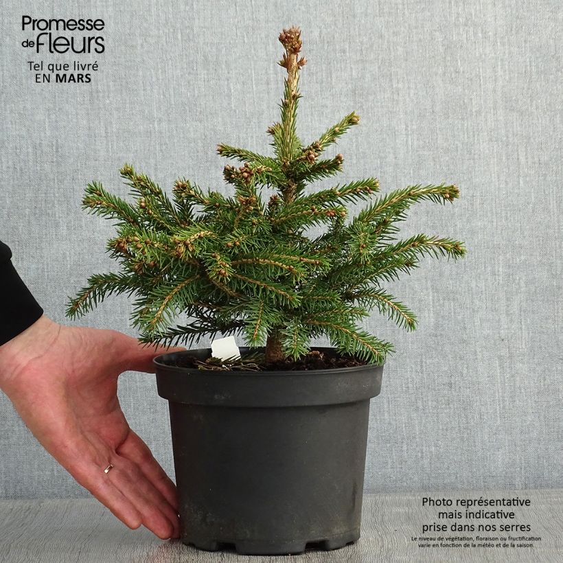 Picea abies Maxwellii - Norway Spruce 2L/3L pot sample as delivered in winter