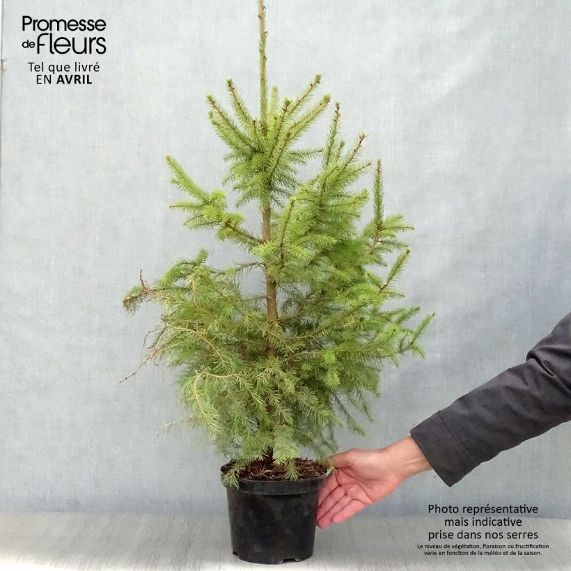 Picea omorika Nana - Serbian Spruce 2L/3L pot sample as delivered in spring