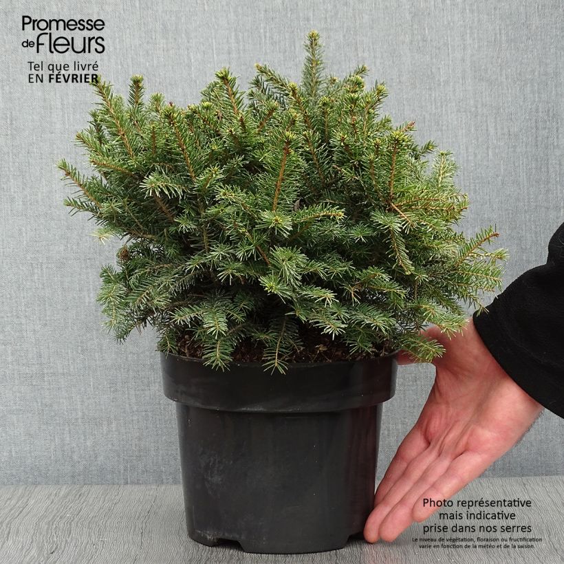 Picea omorika Karel - Serbian Spruce 2L/3L pot sample as delivered in winter