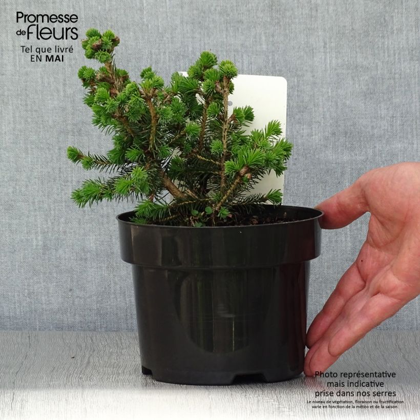 Picea sitchensis Nana - Sitka Spruce 2L/3L pot sample as delivered in spring
