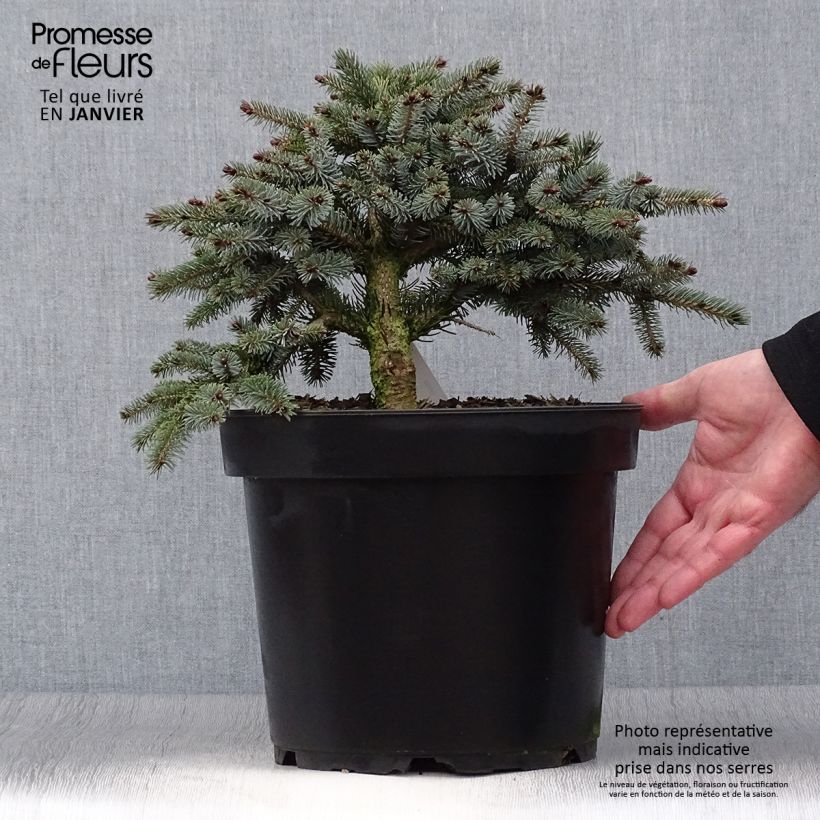 Picea Machala 4L/5L pot sample as delivered in winter