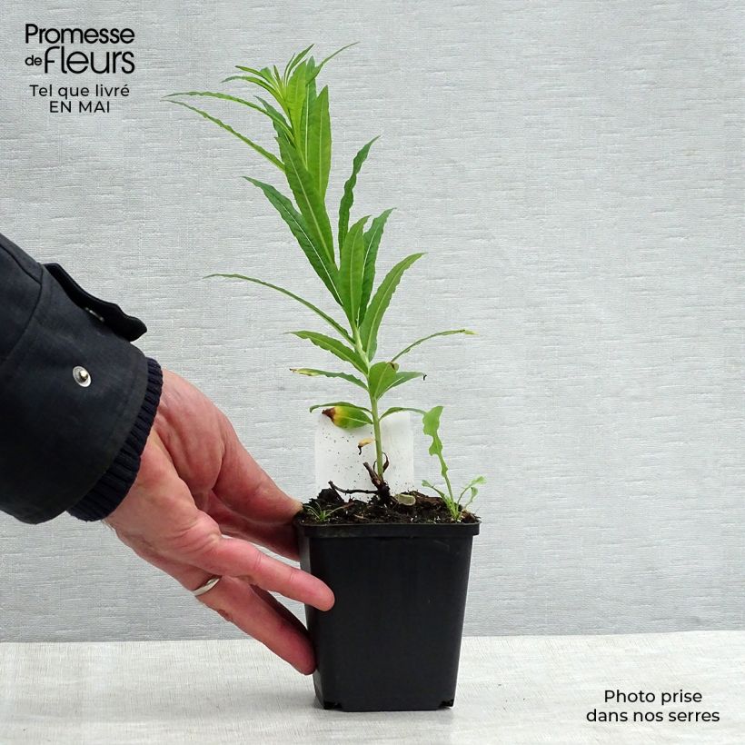 Epilobium angustifolium Album 8/9 cm pot sample as delivered in spring