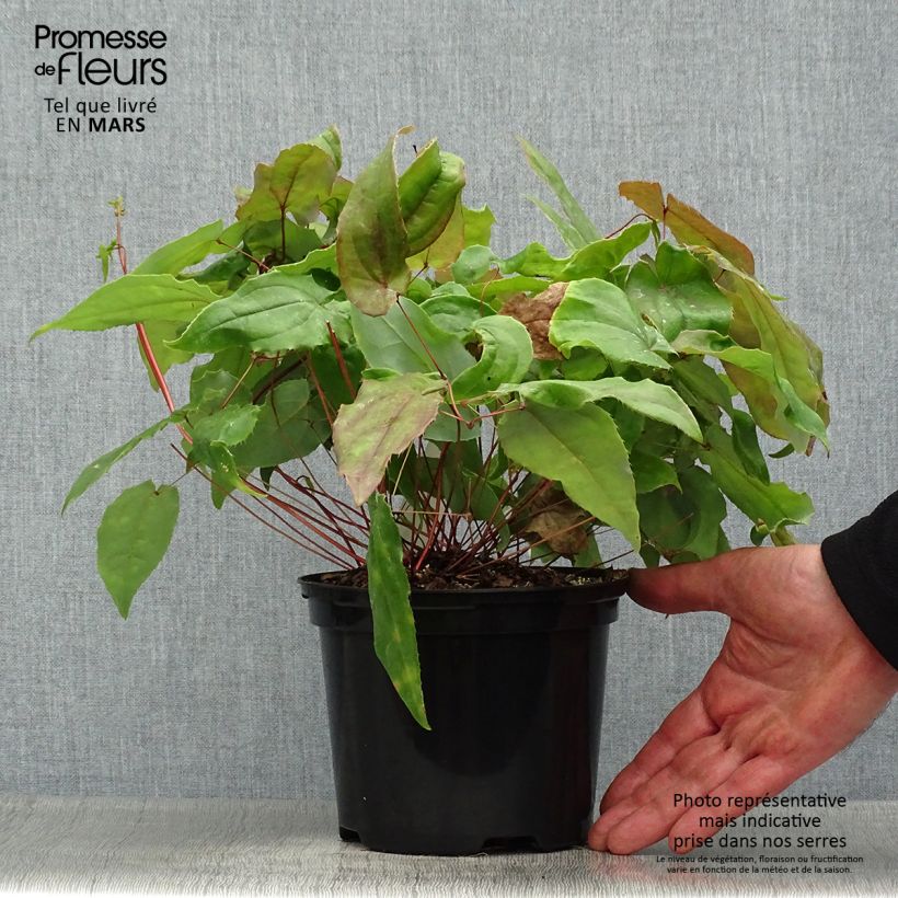 Epimedium Elenwe - Barrenwort 1.5L/2L pot sample as delivered in spring