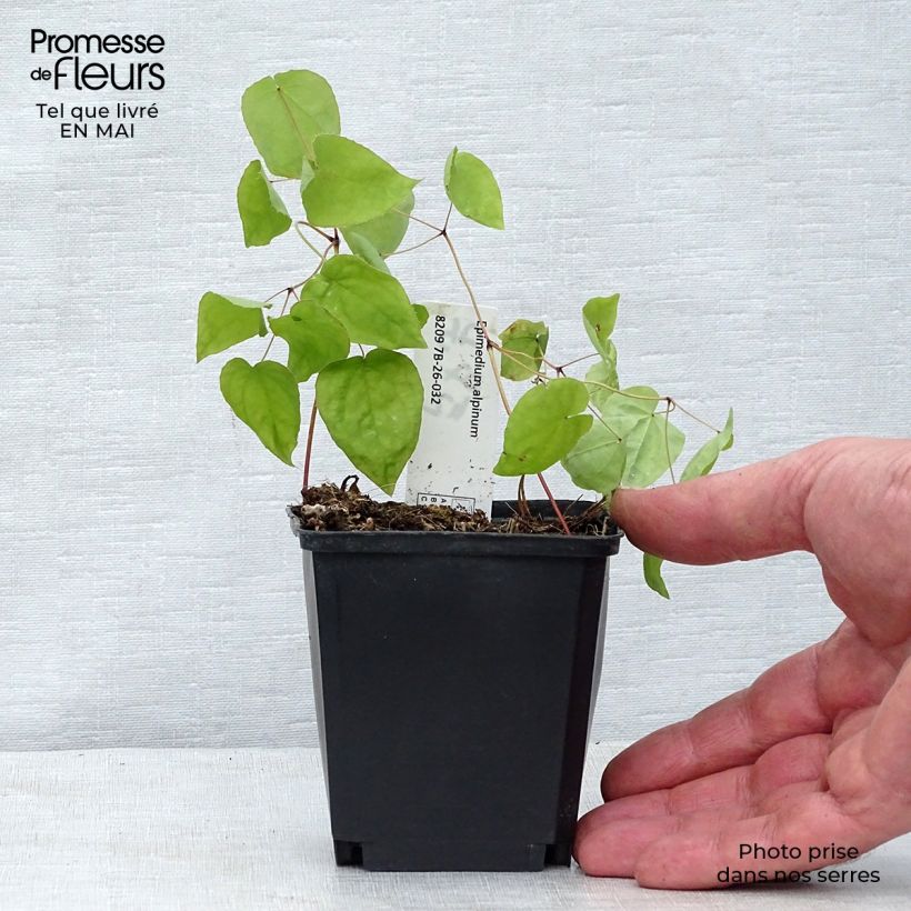 Epimedium alpinum - Barrenwort 8/9 cm pot sample as delivered in spring