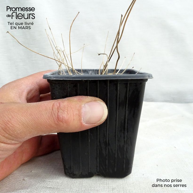 Epimedium Asiatic hybrid - Barrenwort 8/9 cm pot sample as delivered in winter